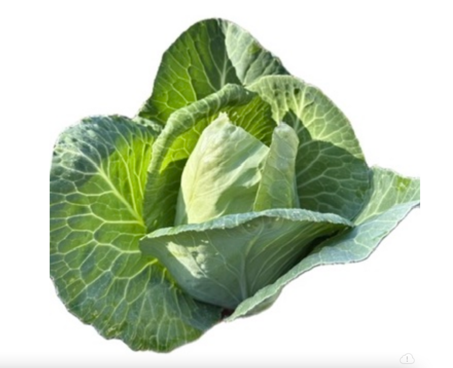 Cabbage - Pointed