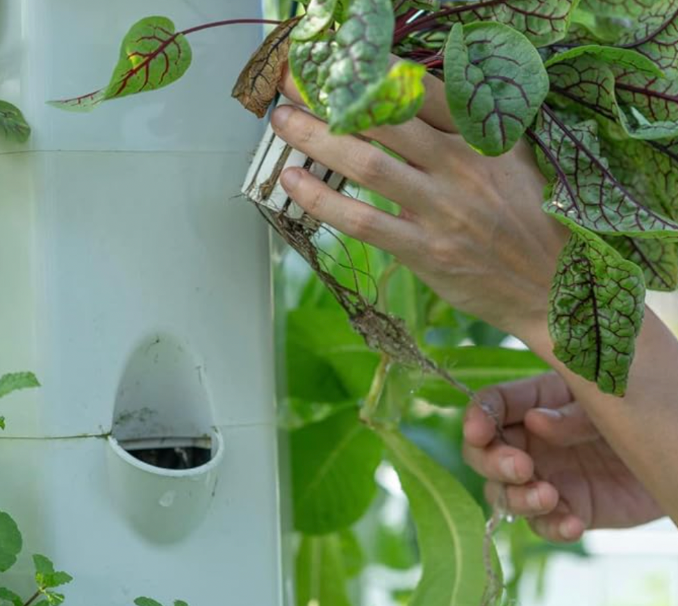 Grow Cups (6x)