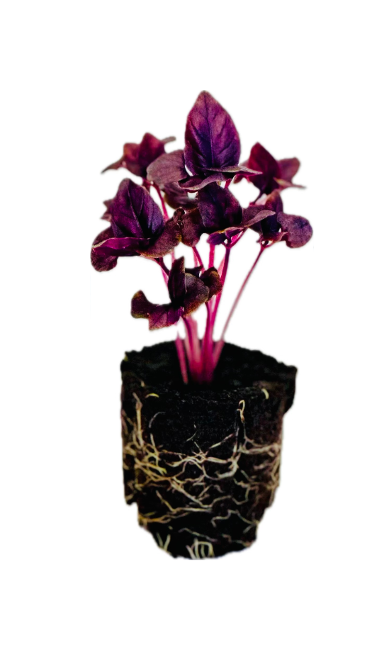 Basil - Purple