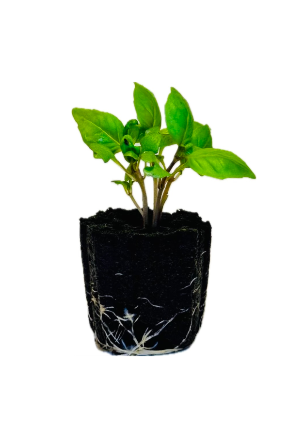 Herb - Basil (Thai)