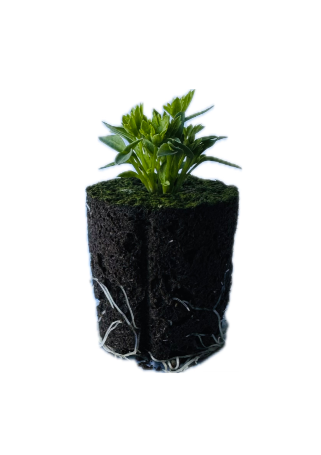 Parsley