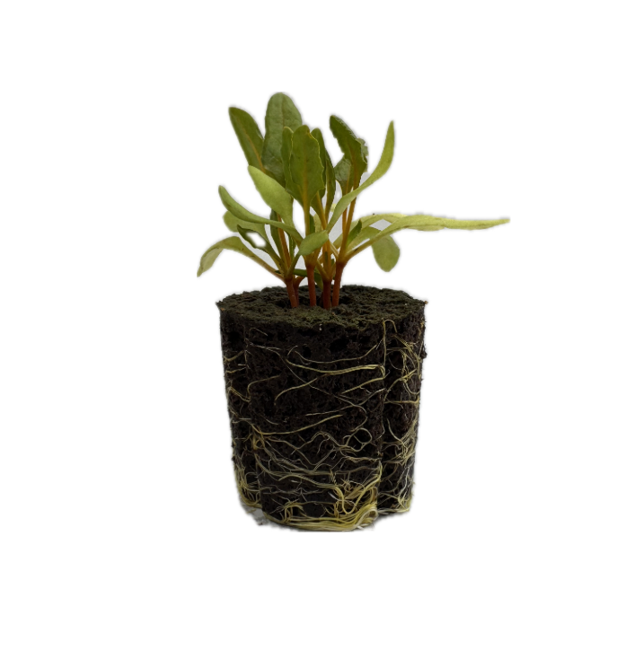 Swiss Chard - Italian