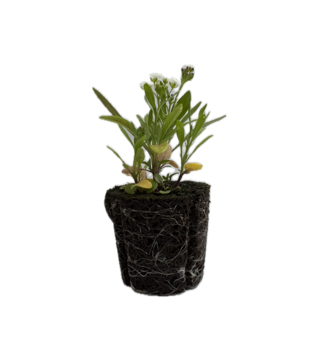 Flower - Sweet Alyssum