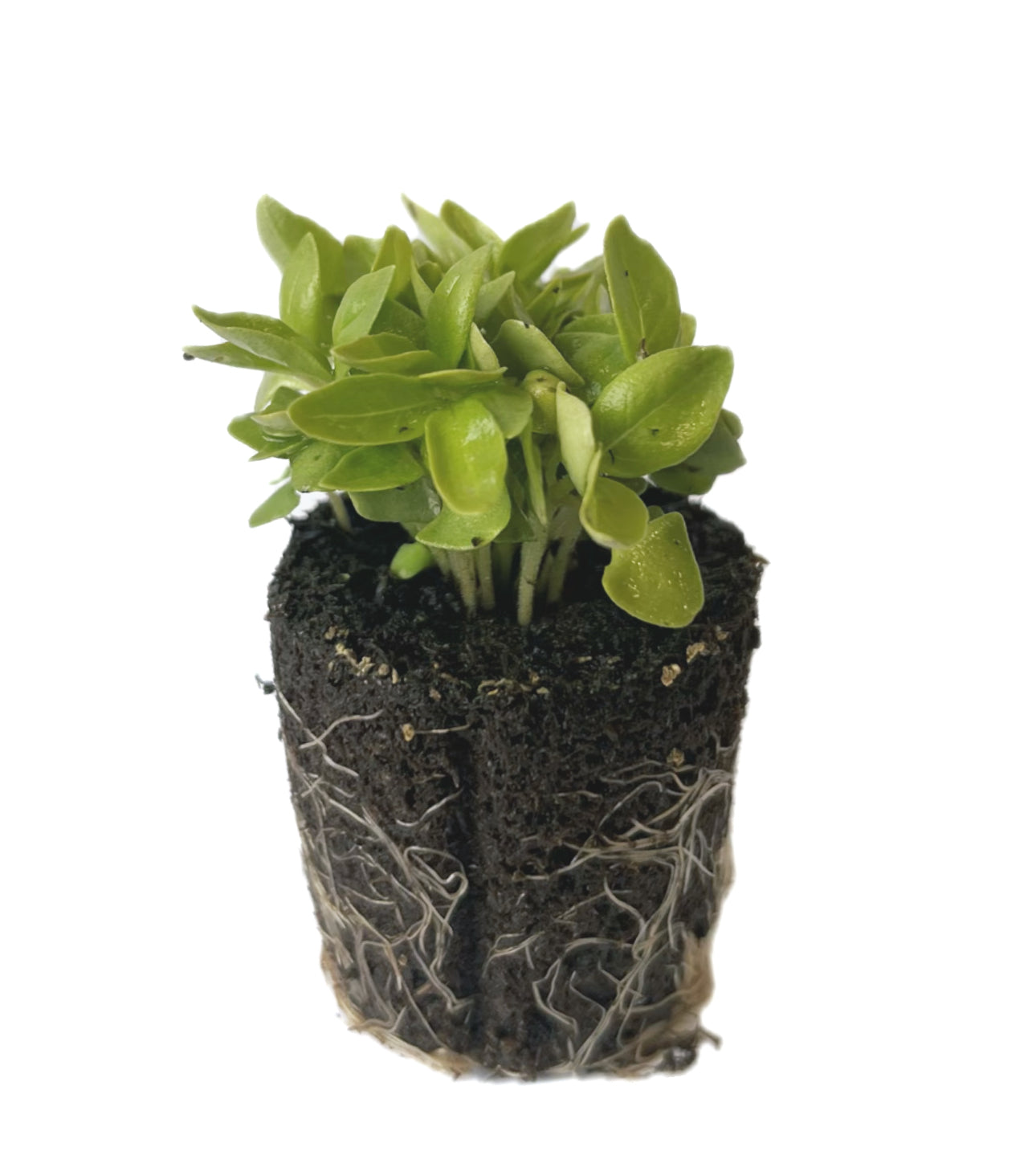 Basil - Lime