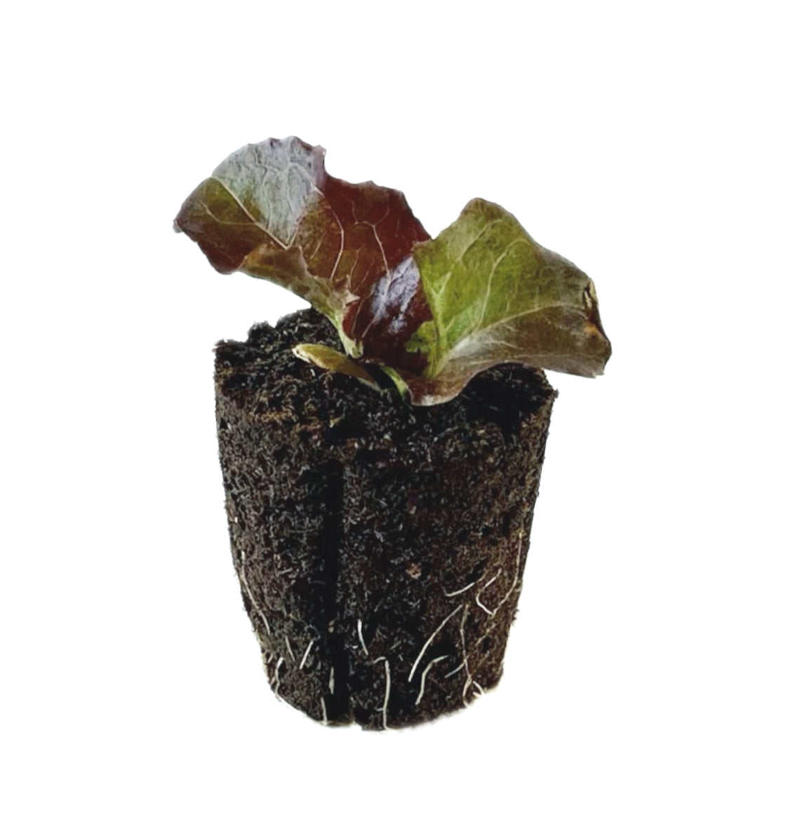 Lettuce - Red Crisp