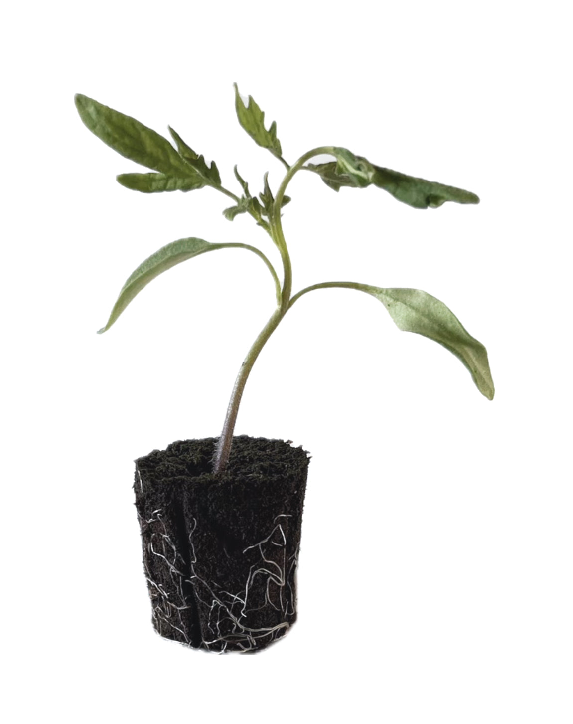 Tomato - Striped Heirloom
