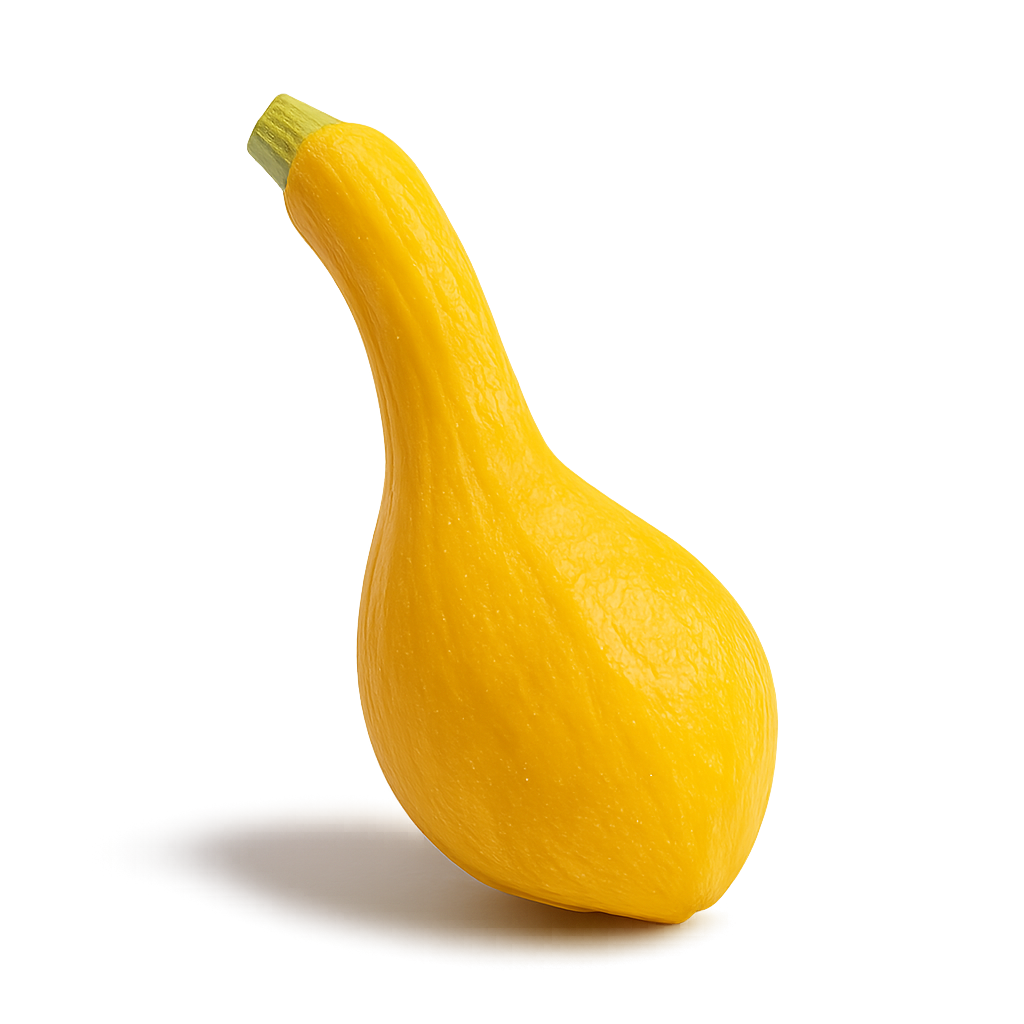 Squash - Yellow Crookneck