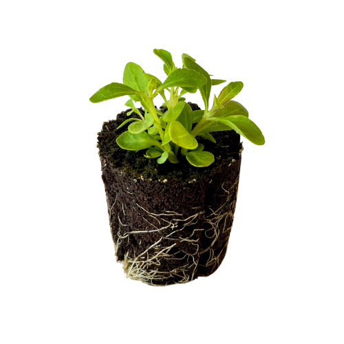 Stevia