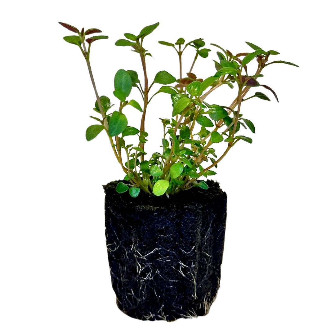 Thyme