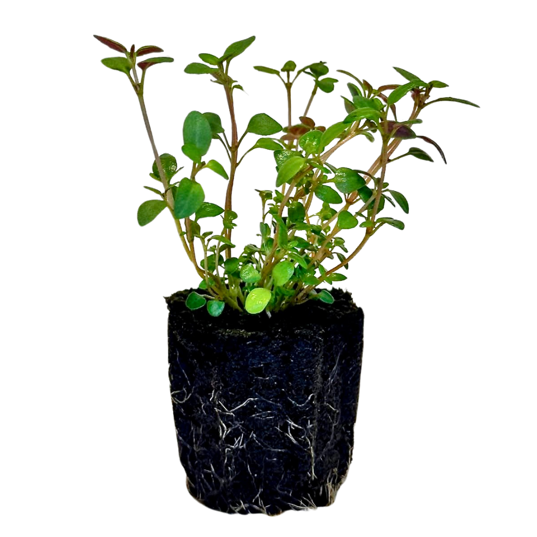 Herb - Thyme