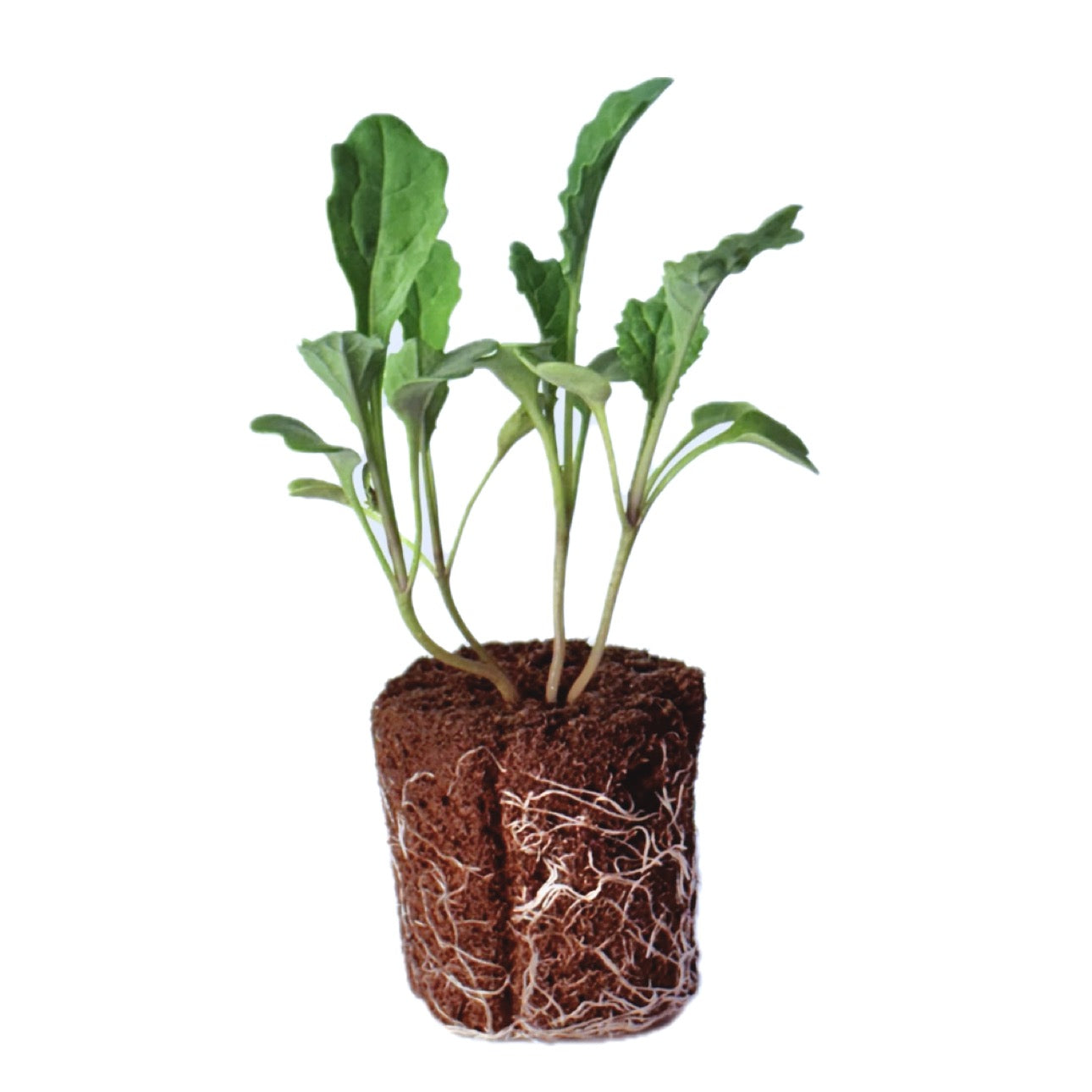 Kale - Toscano