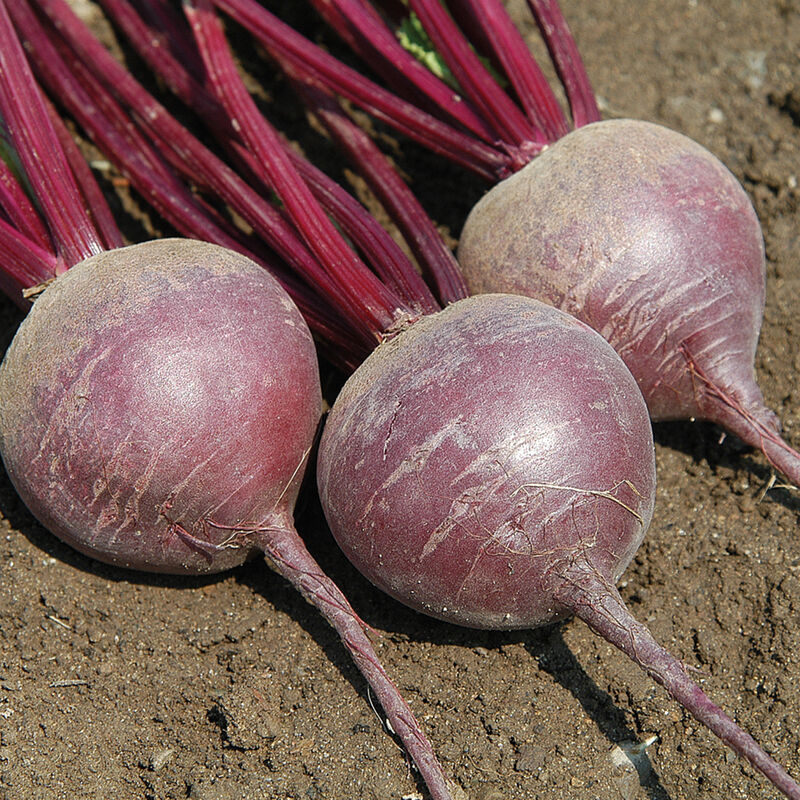 Beet