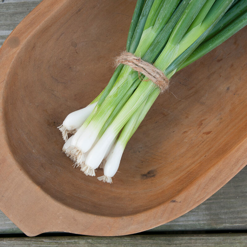 Green Onion