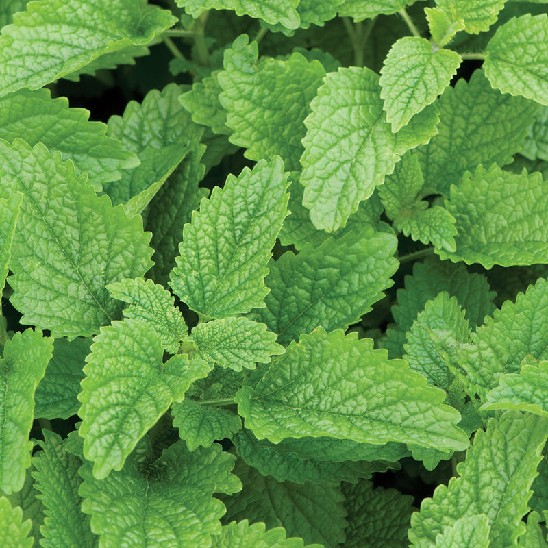 Bundle - Herb Bundle