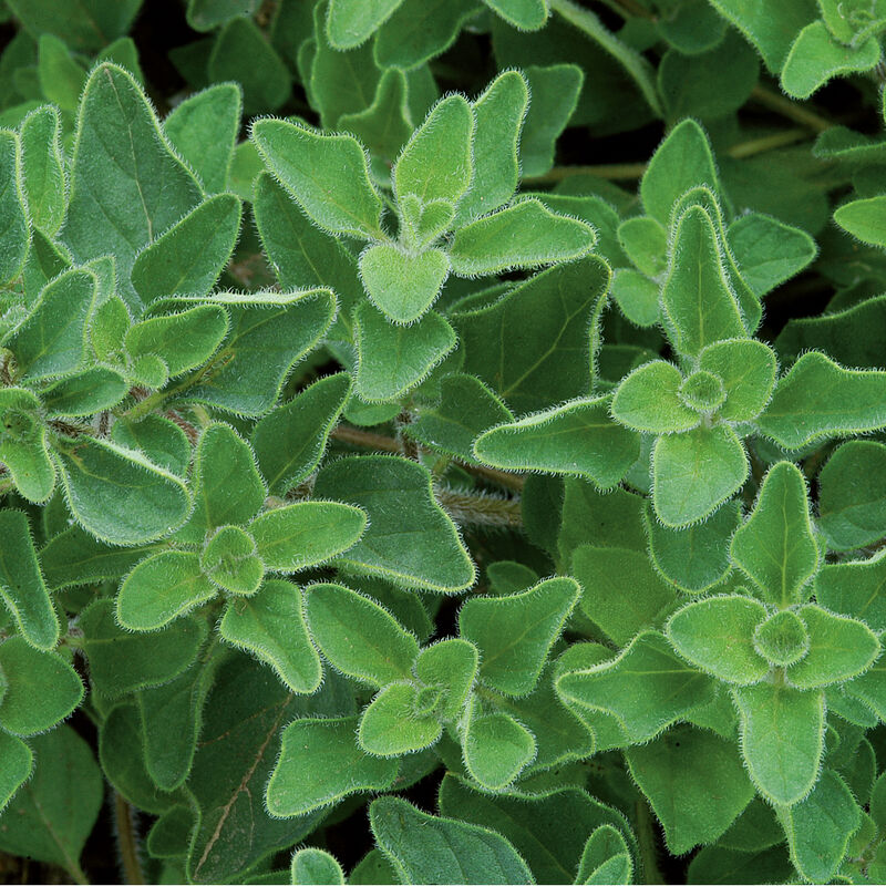 Bundle - Herb Bundle