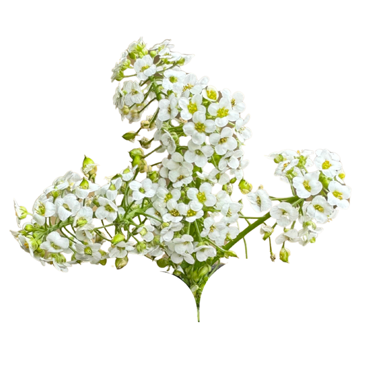 Flower - Sweet Alyssum