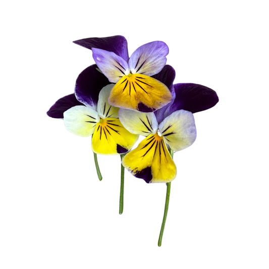 Flower - Viola Mini