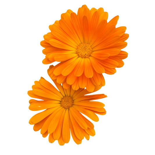 Flower - Calendula