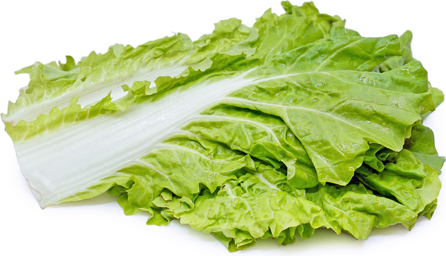 Cabbage - Leaf