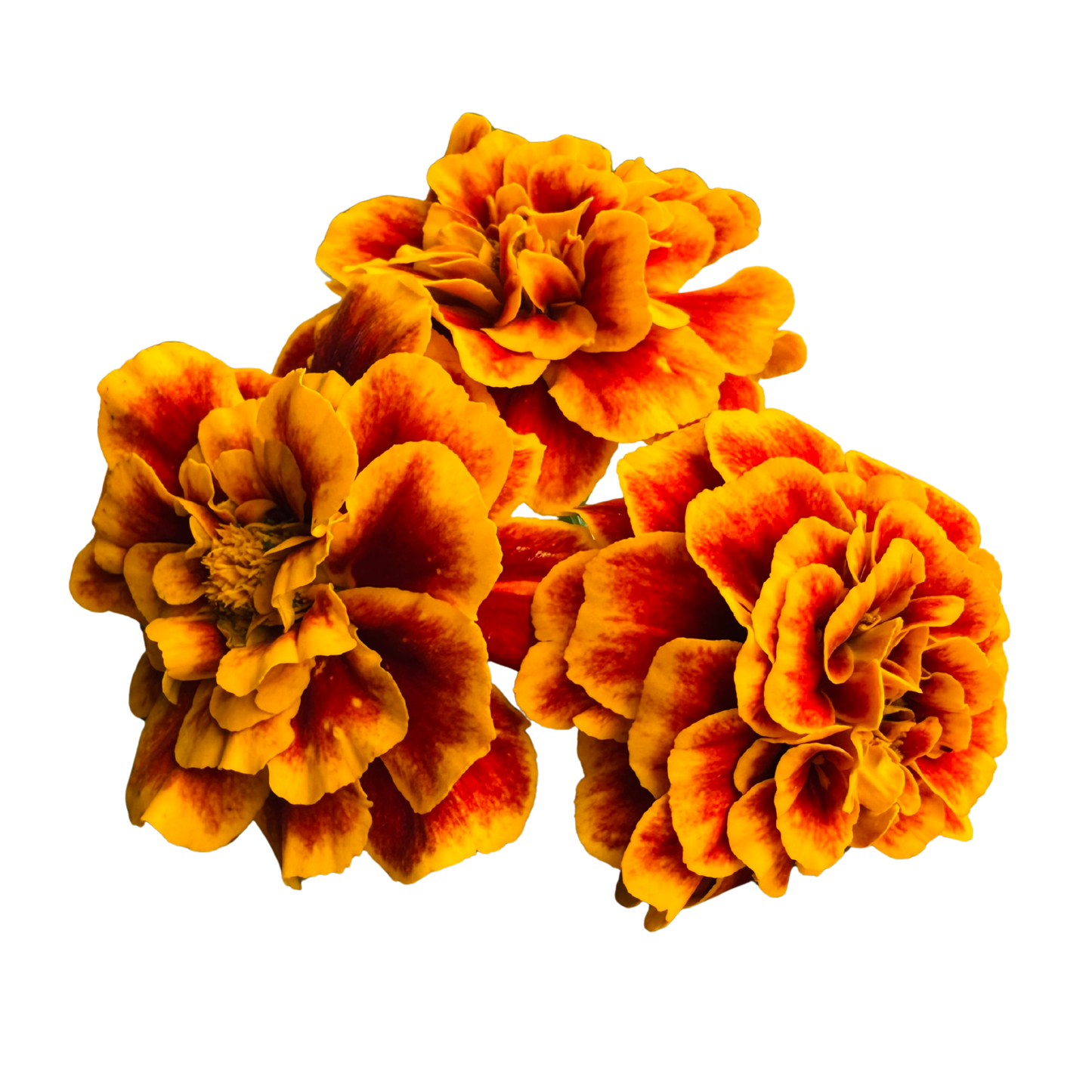 Flower - French Marigold