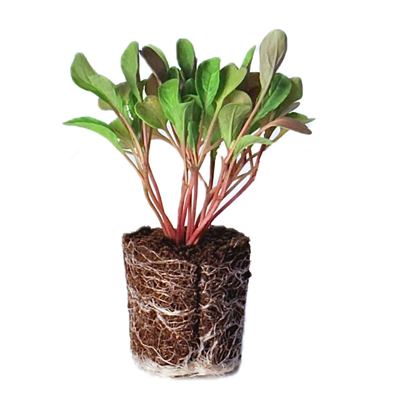 Arugula