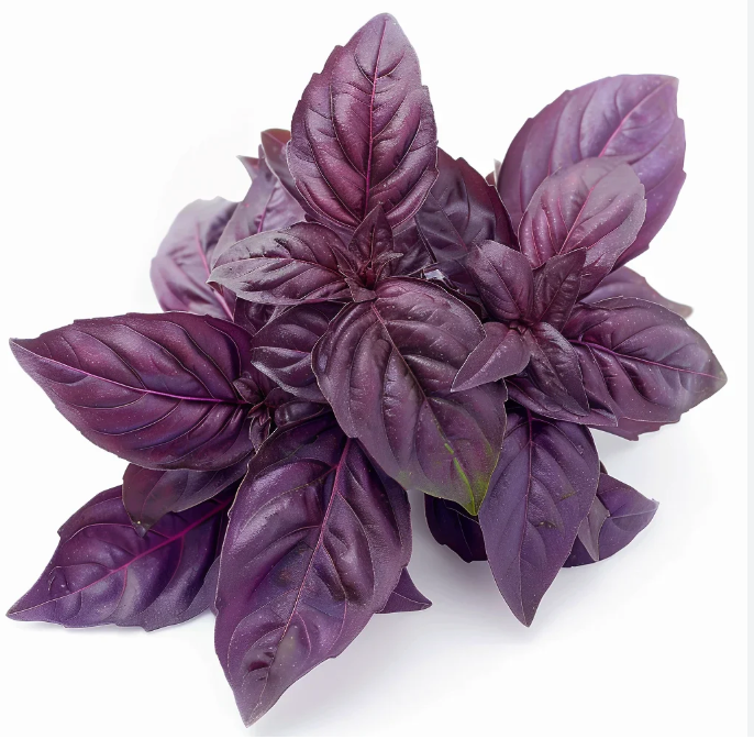 Herb - Basil (Purple)
