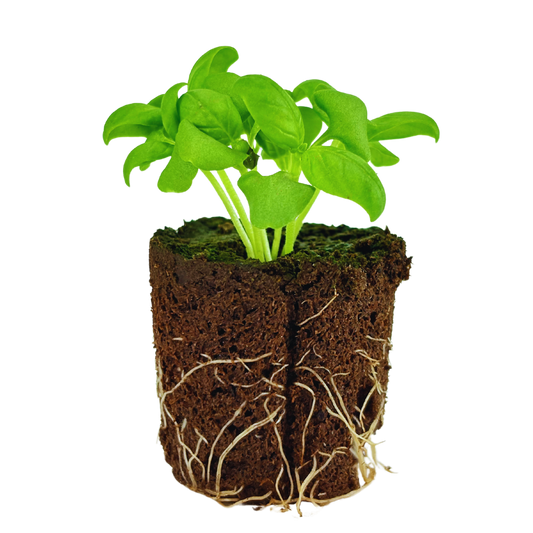 Basil - Genovese