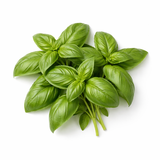 Herb - Basil (Genovese)