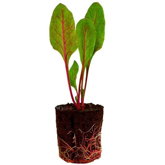 Beet