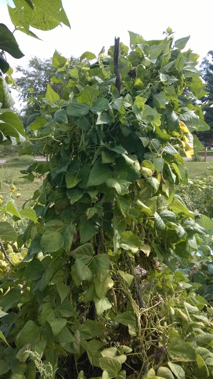 Seeds - Bean (Borlotti / Cranberry - Lamon)