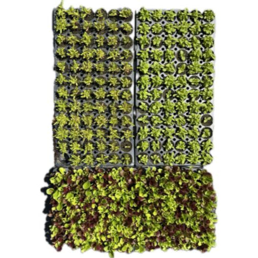Wholesale (3 trays)