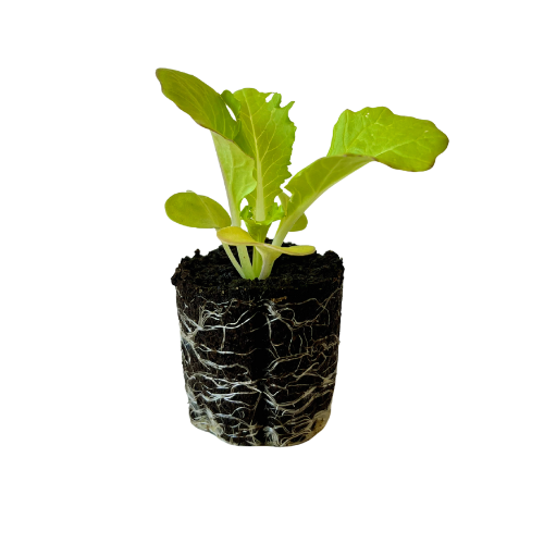 Cabbage - Leaf