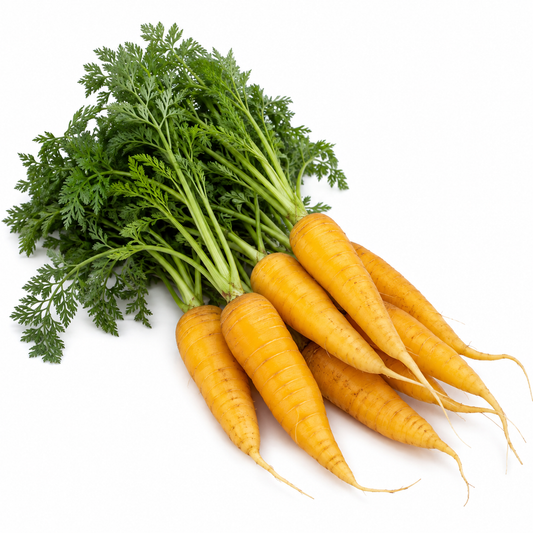 Carrot - Gold