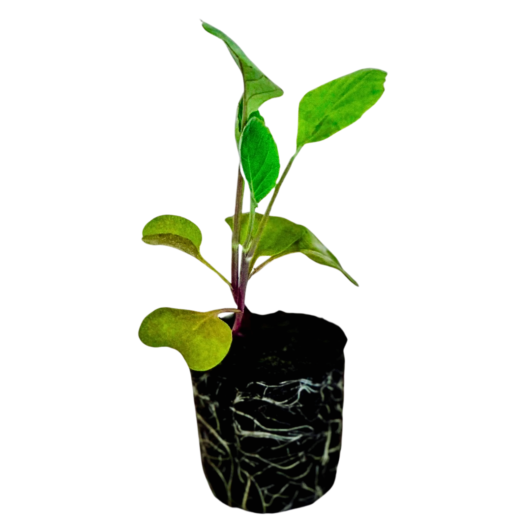 Cauliflower - Purple