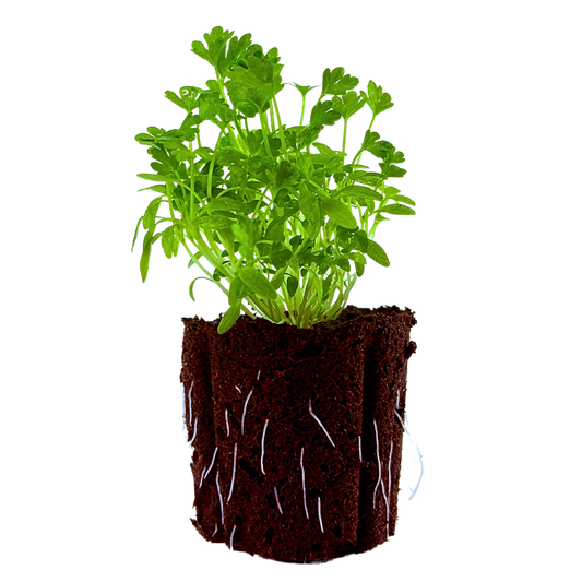 Celery