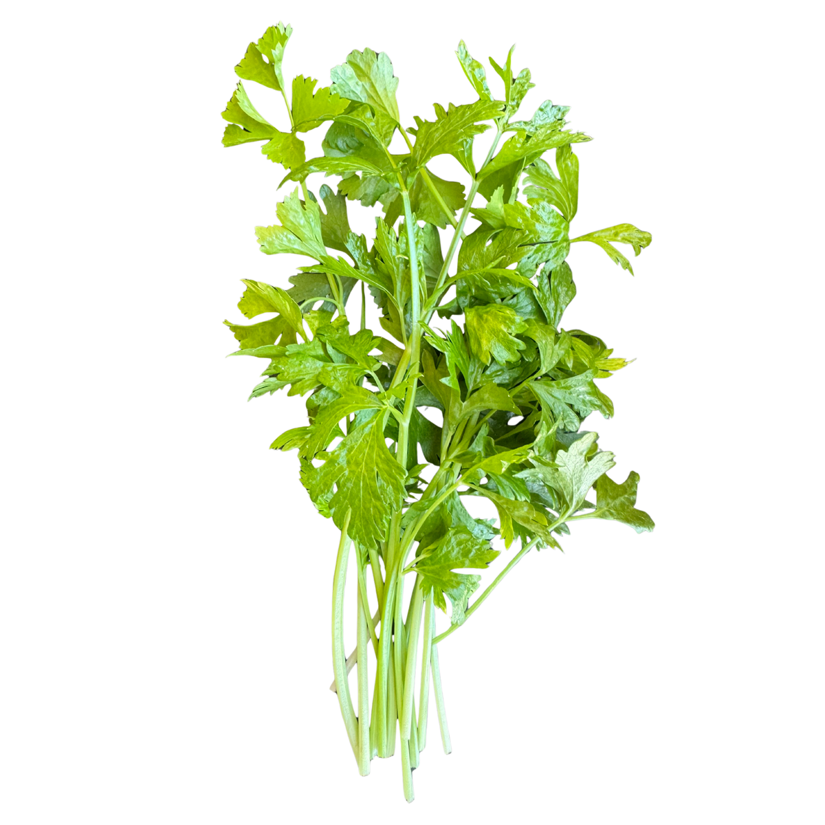 Celery