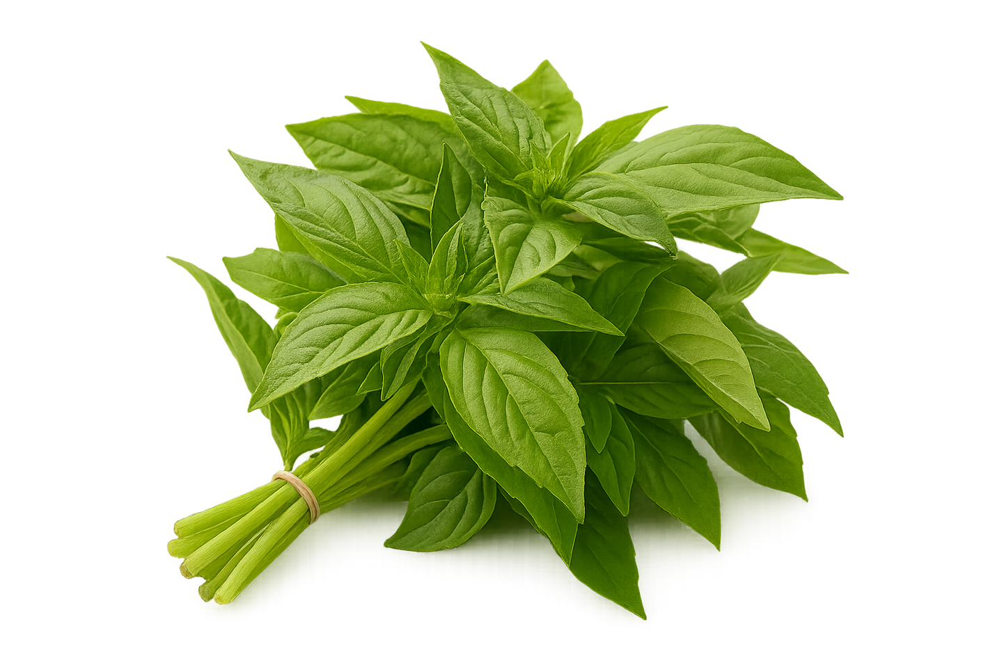 Basil - Genovese