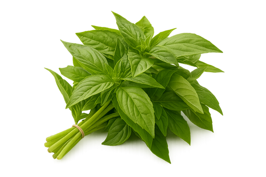 Basil - Genovese