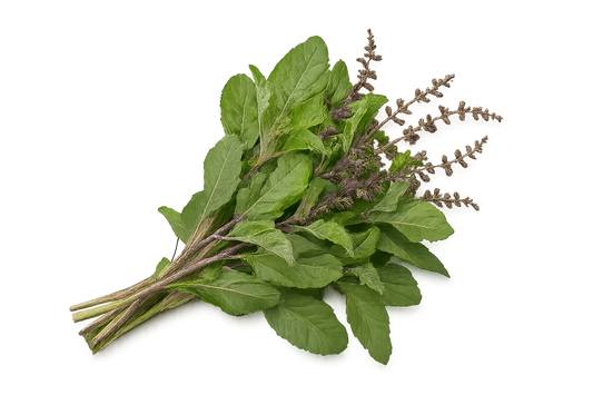 Basil - Holy