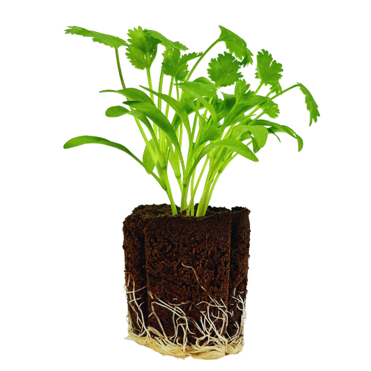 Cilantro