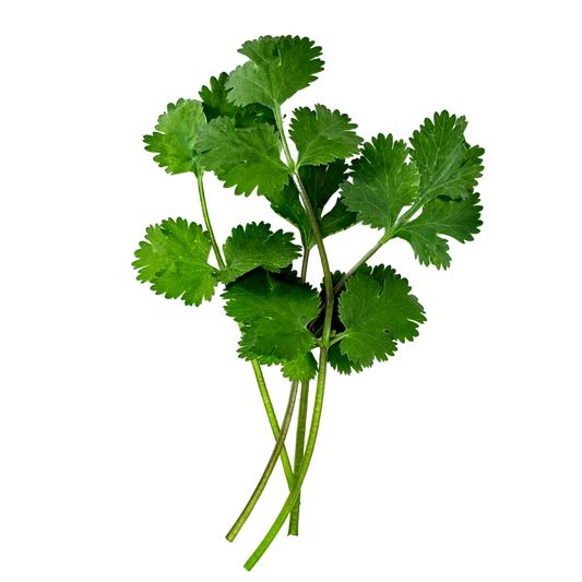 Cilantro