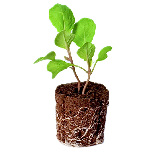 Collard