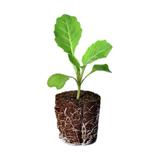 Cabbage - Pointed