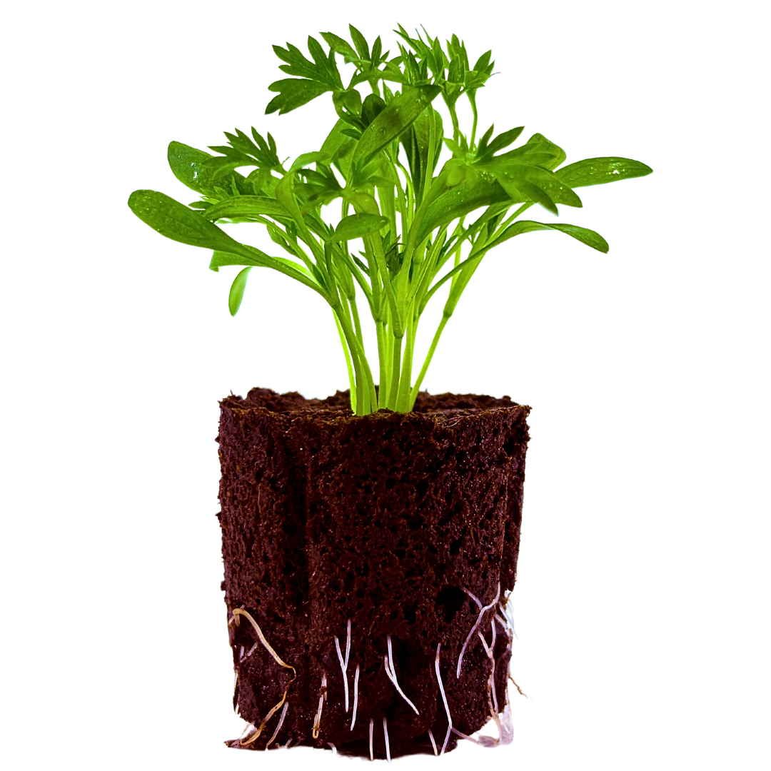 Cilantro - Frilled