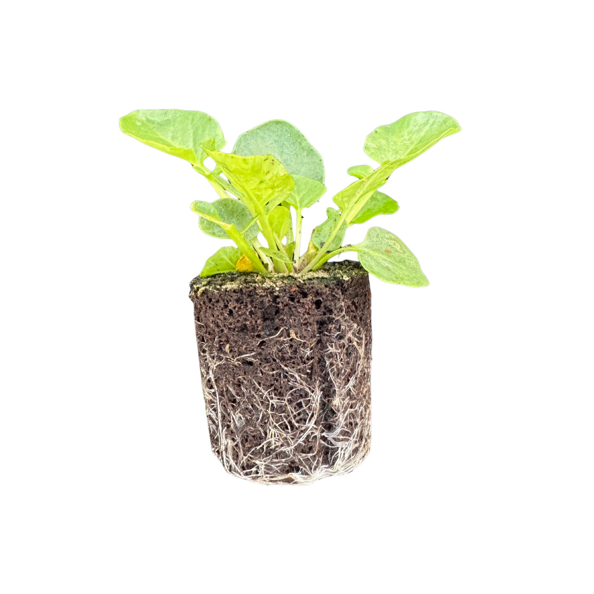 Cress (Upland Cress)