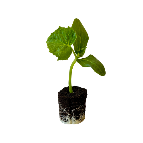 Cucumber - Slicing