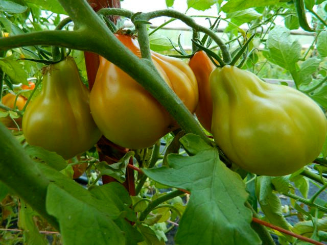 Seeds - Tomato (Red Pear)