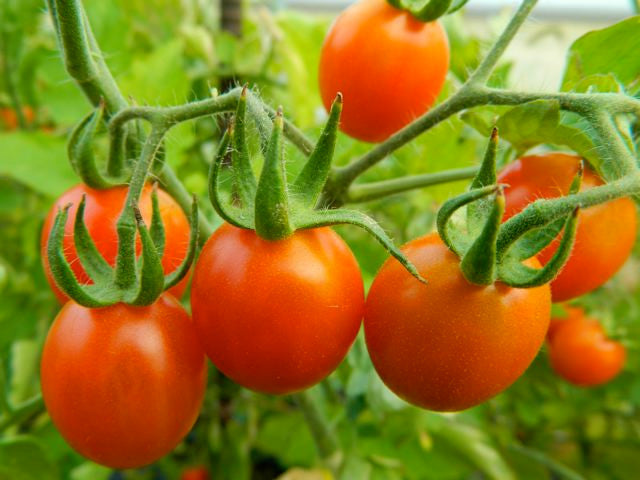 Seeds - Tomato (Red Cherry)