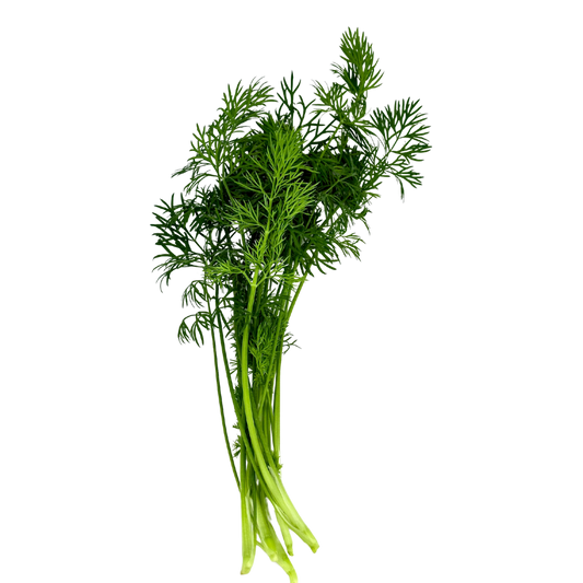 Herb - Dill