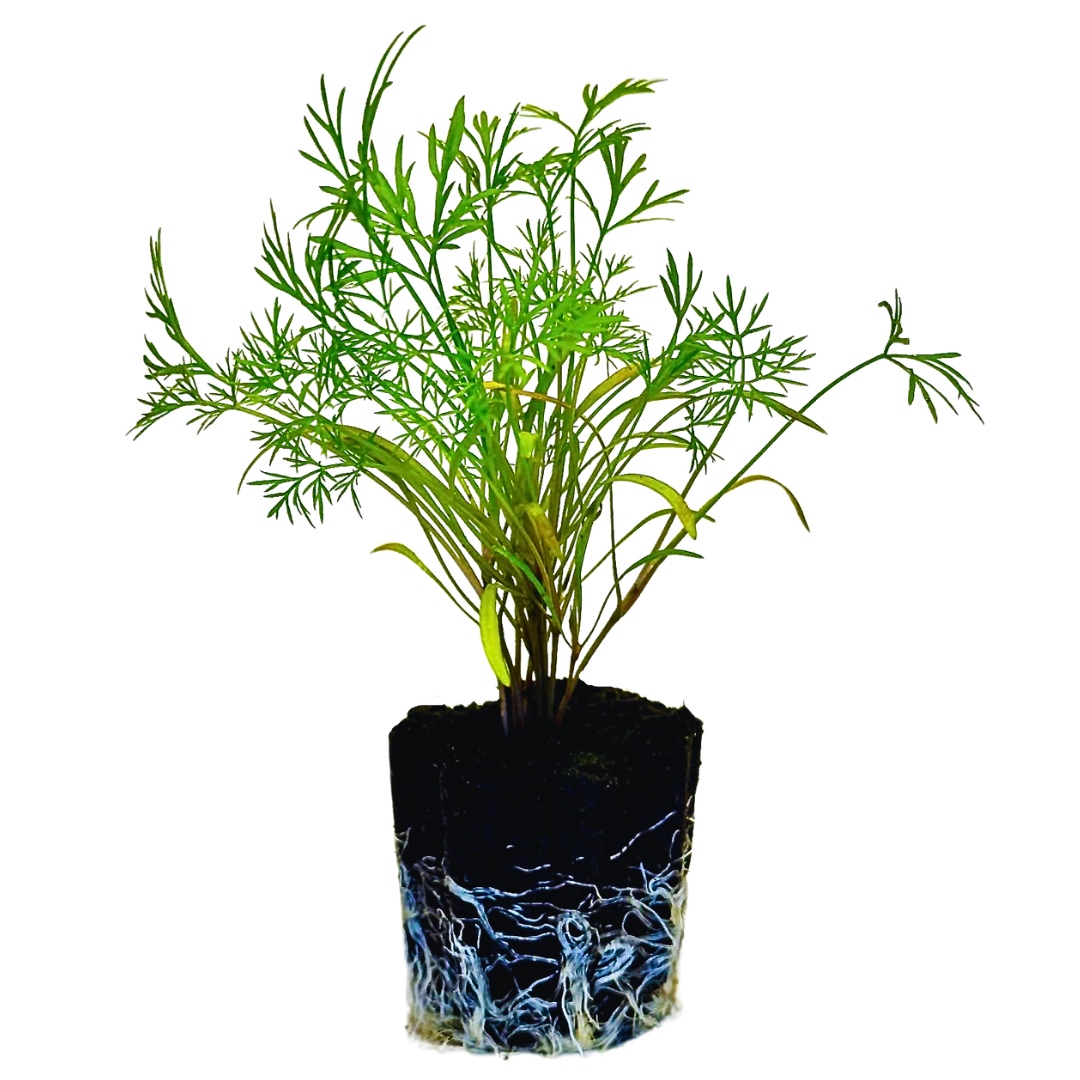 Dill